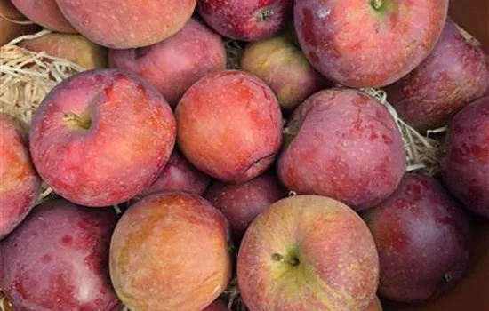 Malus domestica 'Spartan' Malus domestica 'Spartan'