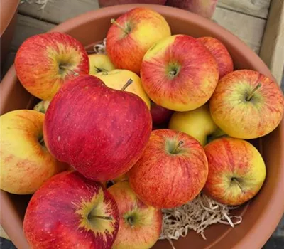 Malus domestica 'Rubinola' Malus domestica 'Rubinola'