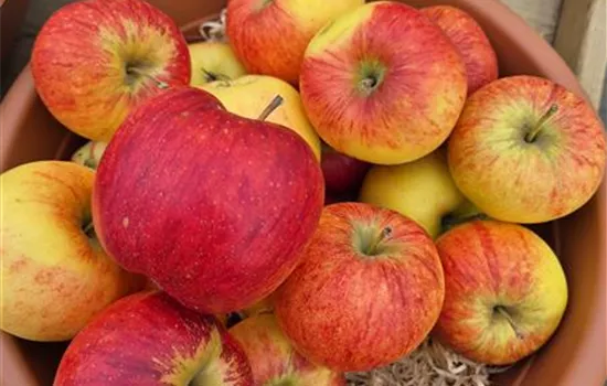 Malus domestica 'Rubinola' Malus domestica 'Rubinola'