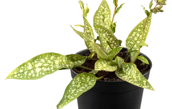 Pulmonaria 'Trevi Fountain'