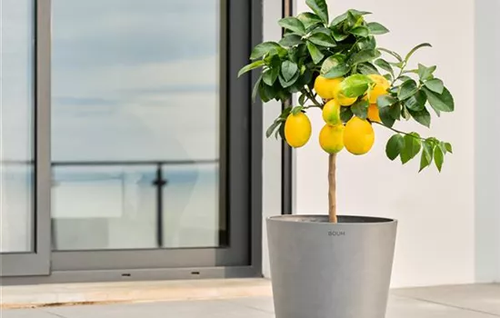 Boum Pot Pro Boum Pot Pro