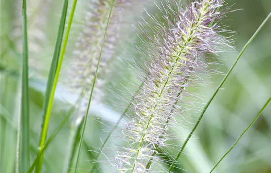 Pennisetum alopecuroides 