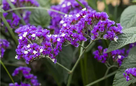 Limonium latifolium