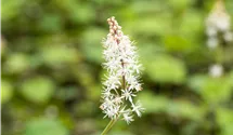 Schaumblüte/Tiarelle/halbs.-schatti