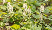Schaumblüte/Tiarelle/halbs.-schatti