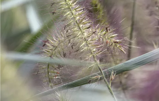 Pennisetum alopecuroides 'Hameln'