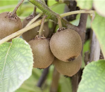 Actinidia deliciosa 'Minkigold'
