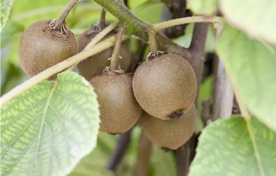 Actinidia deliciosa 'Minkigold'