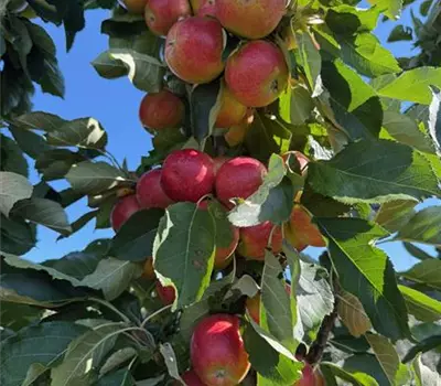 Malus 'Acrobat'