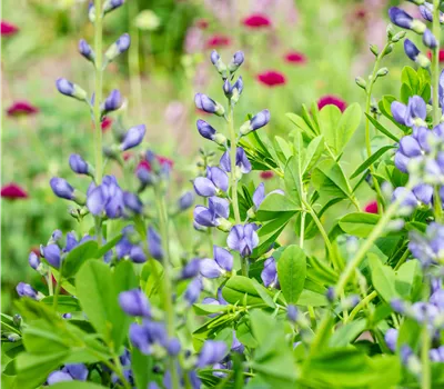 Baptisia australis