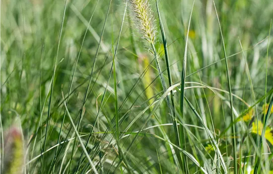 Pennisetum alopecuroides 'Little Bunny'