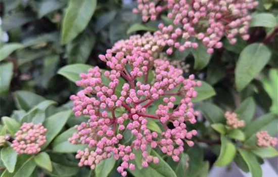 Viburnum tinus 'Spirit' 