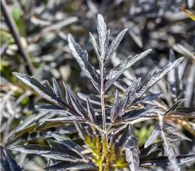 Sambucus nigra 'Cherry Lace'