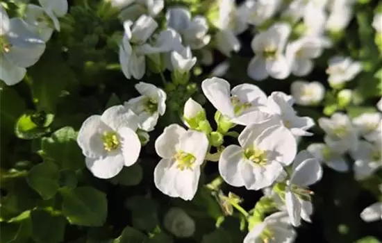Arabis caucasica 'Little Treasure White'