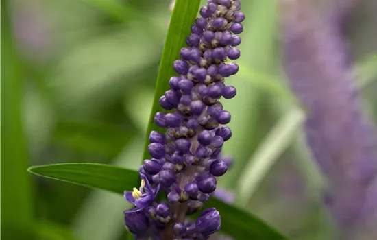 Liriope muscari 'Royal Purple'
