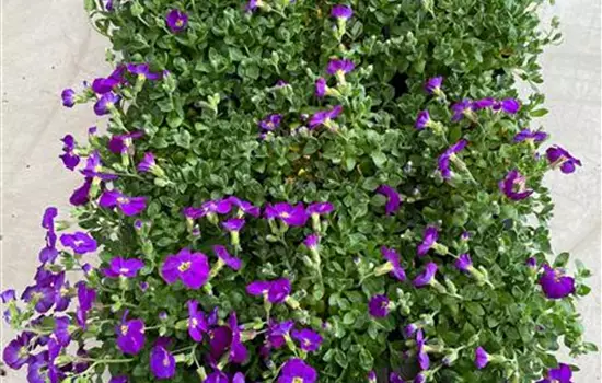 Aubrieta 'Axcent Glacier Light Blue'