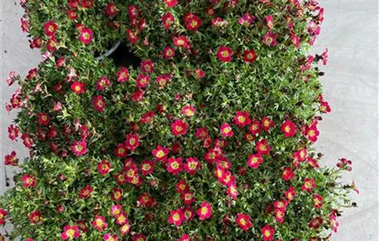 Saxifraga arendsii 'Pixie Pan Red'
