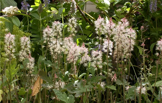 Tiarella 'Spring Symphony'
