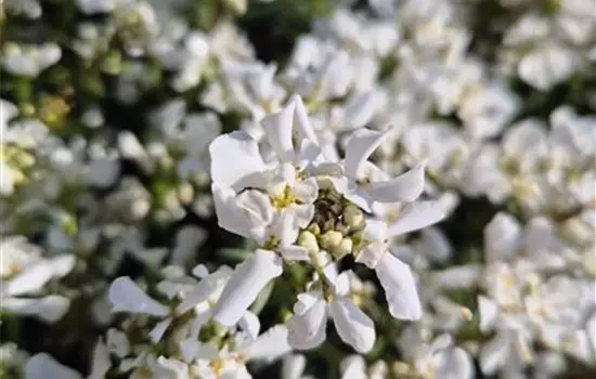 Iberis sempervirens 'Snow Cone'