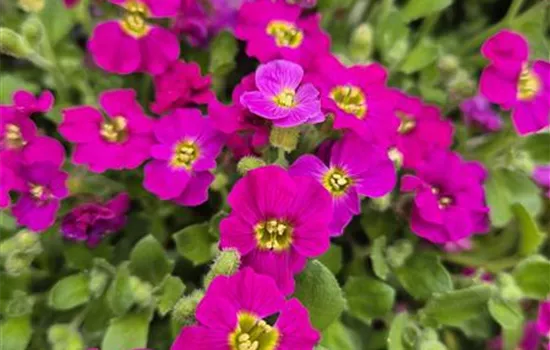 Aubrieta 'Axcent Burgundy'
