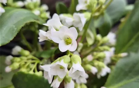 Bergenia hybrida-cultorum 'Bressingham White'