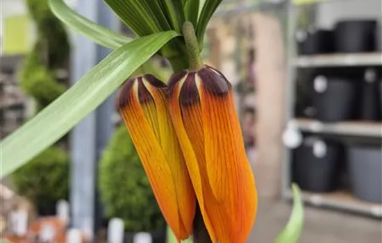 Fritillaria imperialis 'Orange Beauty'