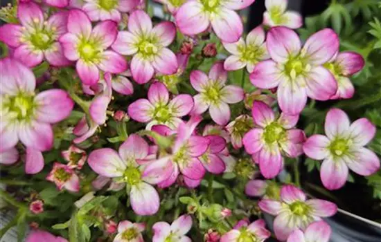 Saxifraga arendsii 'Highlander Rose'