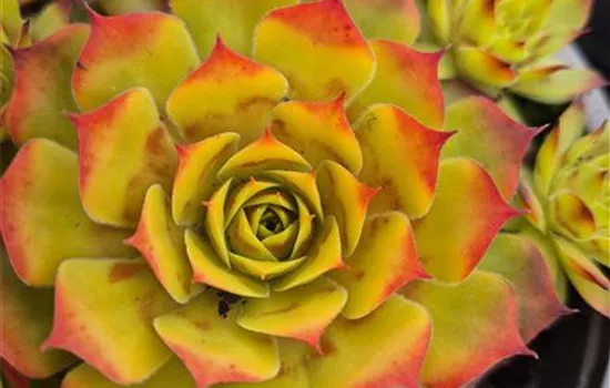 Sempervivum Chick Charms 'Gold Nugget'