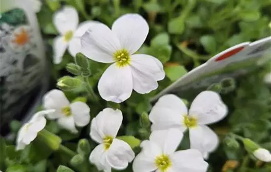 Aubrieta x cultorum 'Kitte White'