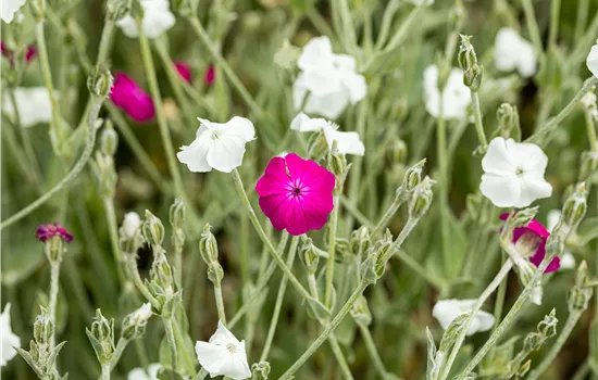 Lychnis coronaria 'Atrosanguinea'