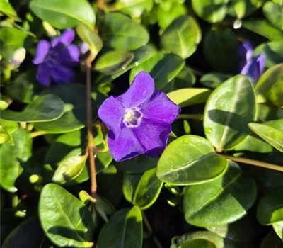 Vinca minor 'Blau'