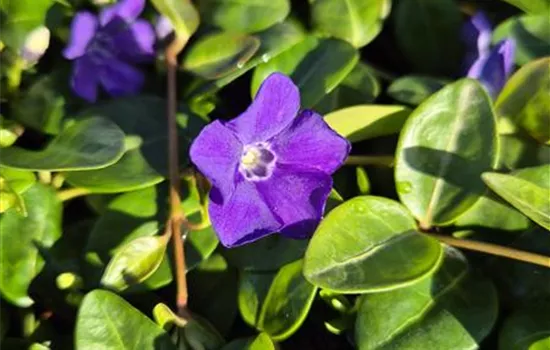 Vinca minor 'Blau'