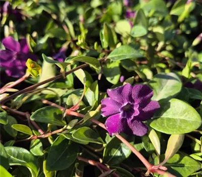 Vinca minor 'Rot'