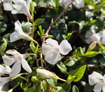 Vinca minor 'Weiss'