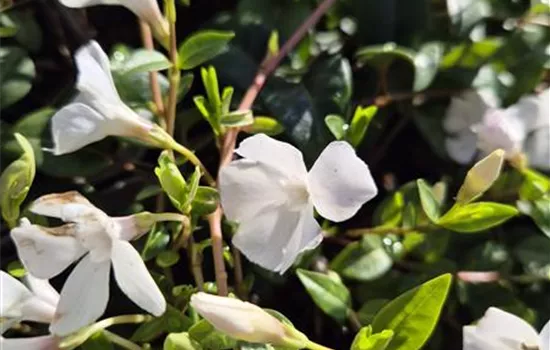 Vinca minor 'Weiss'