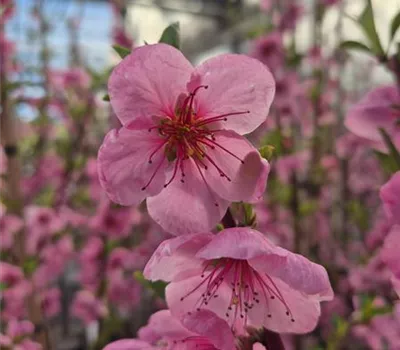 Prunus 'Honey'