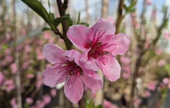 Prunus persica 'Saturn'