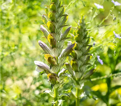 Acanthus mollis