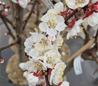 Prunus armeniaca 'Bergarouge'