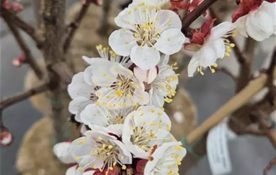 Prunus armeniaca 'Bergarouge'