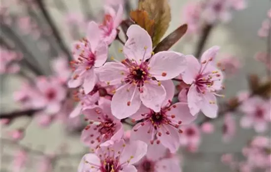 Prunus cerasifera 'Woodii' 