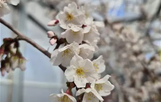 Prunus incisa 'Oshidori' 