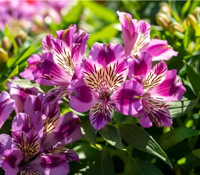 Alstroemeria Colorita 'Mulan'