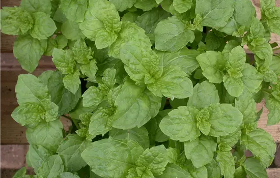 Mentha spicata 'Tashkent'