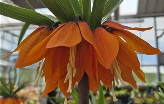 Fritillaria imperialis 'Orange Beauty'