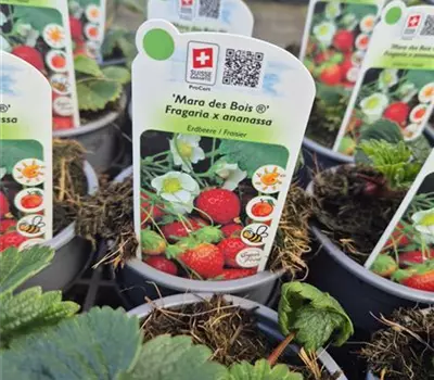 Fragaria x ananassa 'Mara des Bois' 