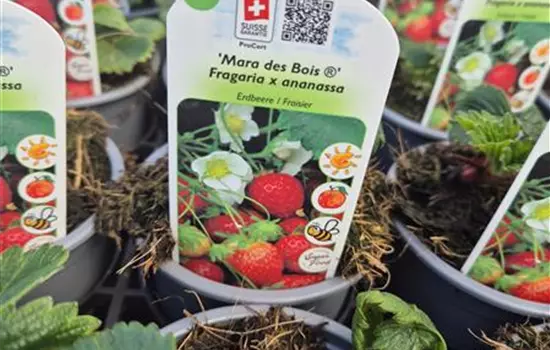 Fragaria x ananassa 'Mara des Bois' 