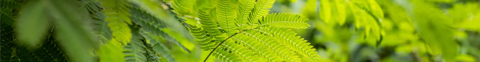 Albizia julibrissin ,Rouge de Tuiliere' Albizia julibrissin ,Rouge de Tuiliere'