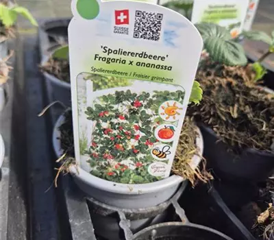 Fragaria 'Spaliererdbeeren'
