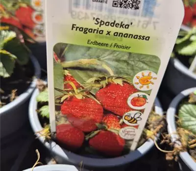 Fragaria ananassa 'Spadeka'
